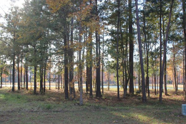 Trees in woods