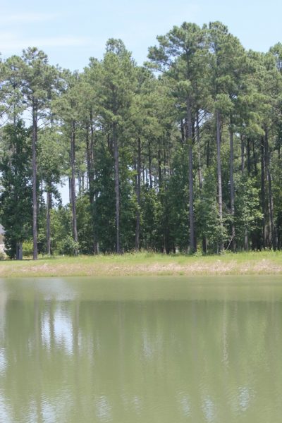 Pond Vertical