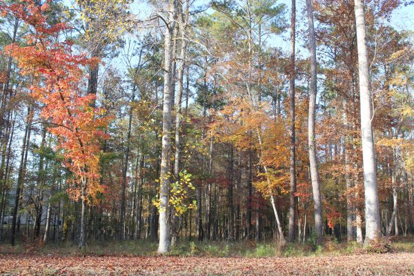 Wooded Area Carolina Colours