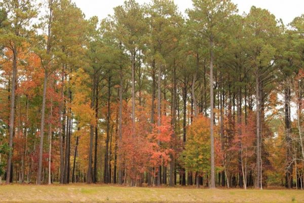 Trees in Carolina Colours