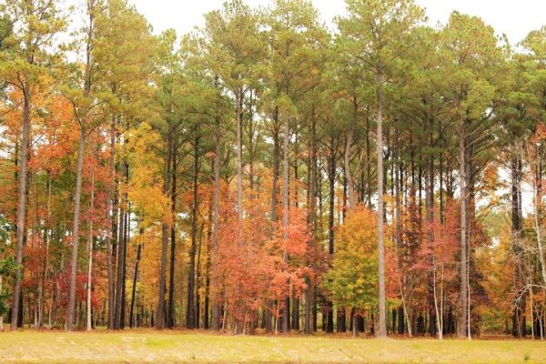 Trees in Carolina Colours