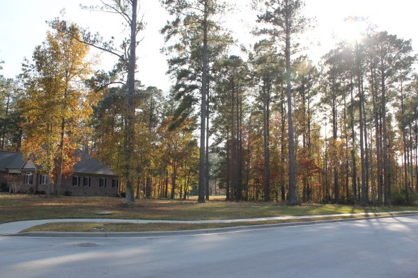 sienna woods trees